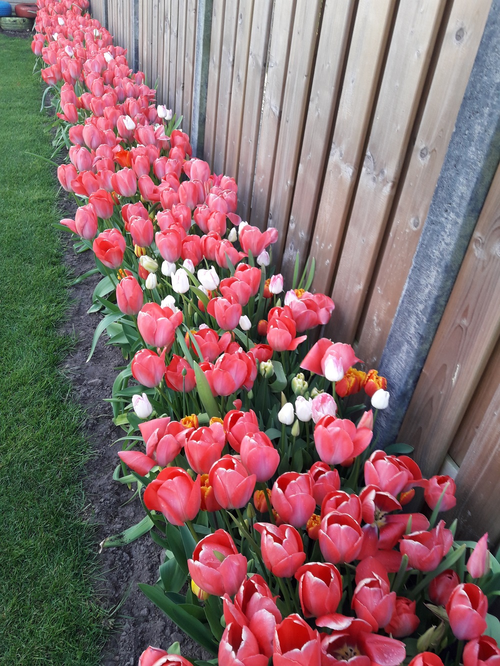 TUIN2 (tuin20170427_185509a.jpg)