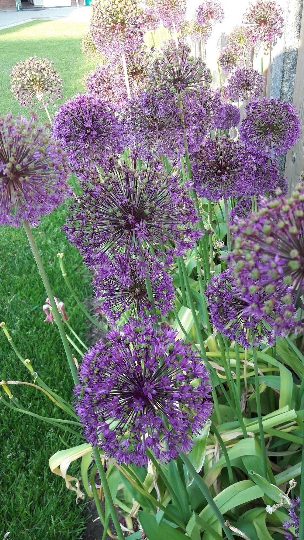 TUIN3 (tuin20170528_195251a.jpg)